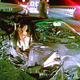 Illustration for article titled Driver miraculously survives 199 mph supercar crash